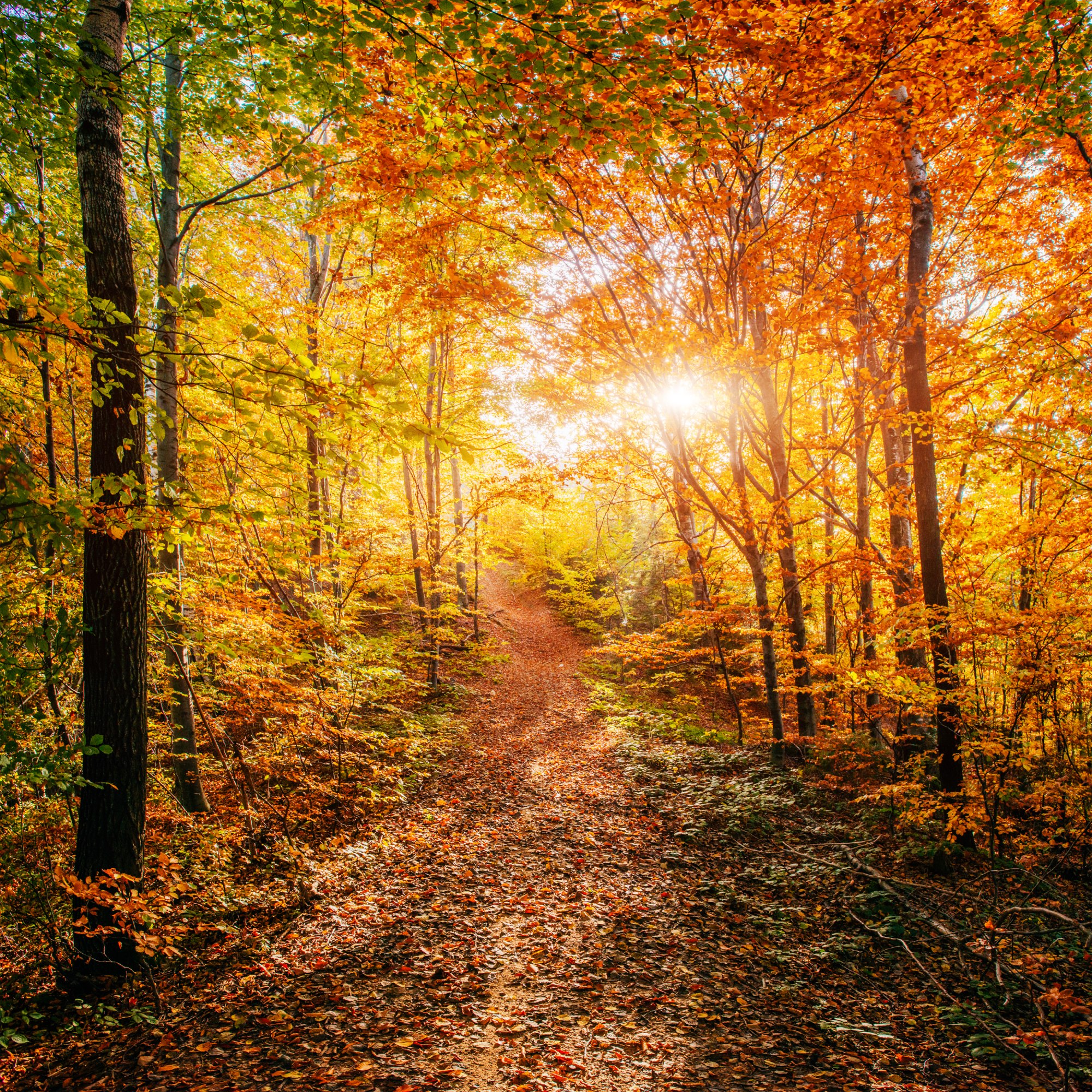 Herbstlicher Waldweg im Morgenlicht